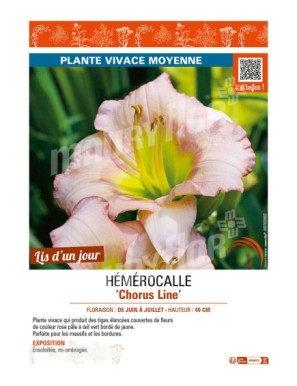 HEMEROCALLIS Chorus Line'