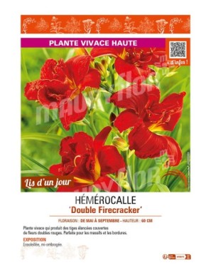 HEMEROCALLIS Double Firecracker