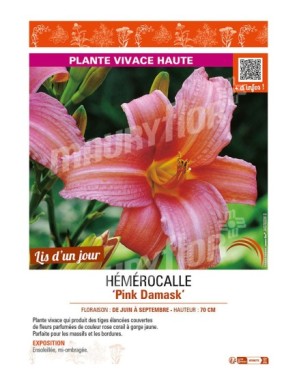 HEMEROCALLIS Pink Damask