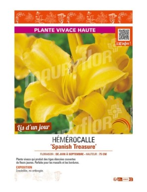 HEMEROCALLIS Spanish Treasure