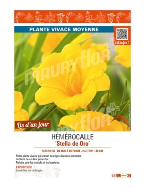 HEMEROCALLIS Stella de Oro