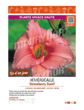 HEMEROCALLIS Strawberry Swirl