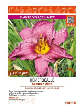 HEMEROCALLIS Summer Wine