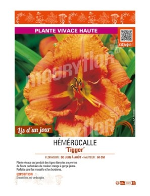 HEMEROCALLIS Tigger