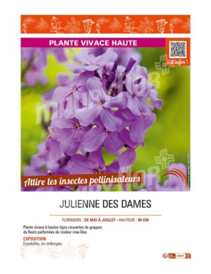 HESPERIS matronalis voir JULIENNE des Dames