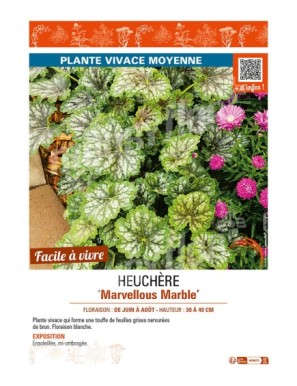 HEUCHERA (americana) Marvellous Marble
