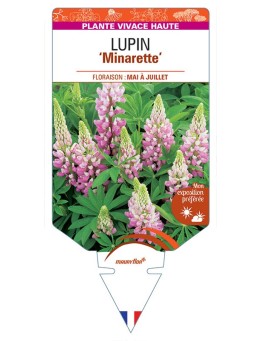 LUPINUS 'Minarette'  (rose) *