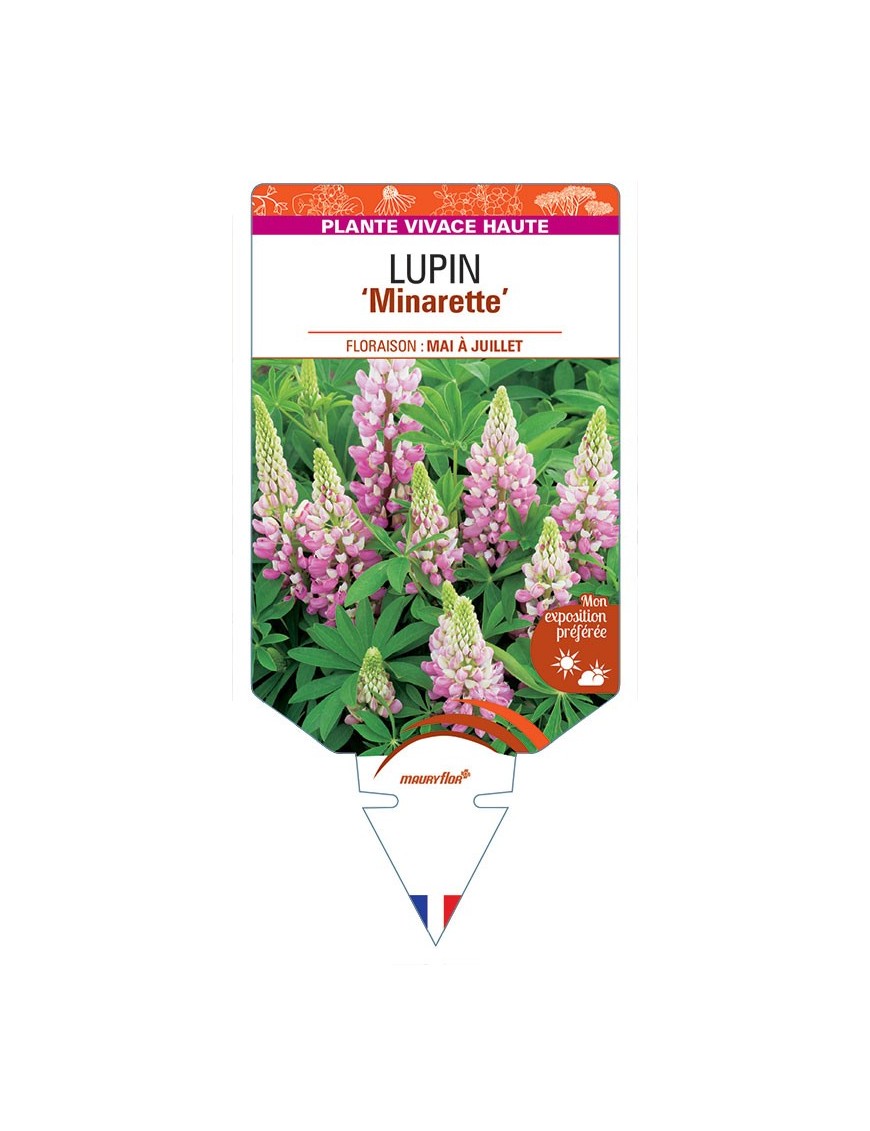 LUPINUS 'Minarette'  (rose) *