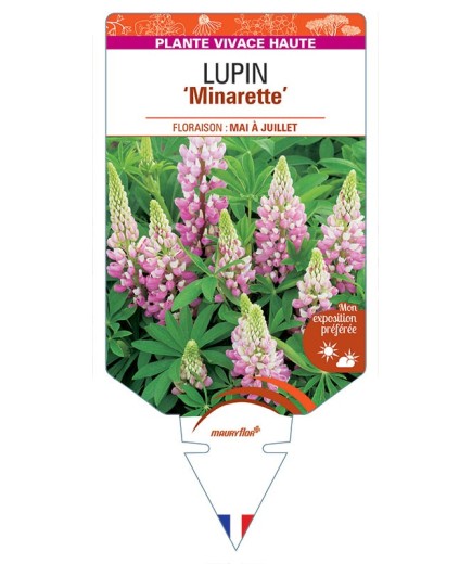 LUPINUS 'Minarette'  (rose) *