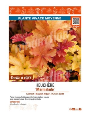 HEUCHERA (micrantha) Marmalade