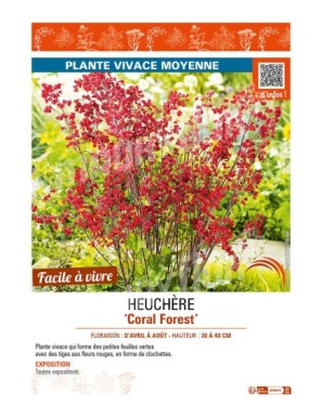 HEUCHERA (sanguinea) Coral Forest
