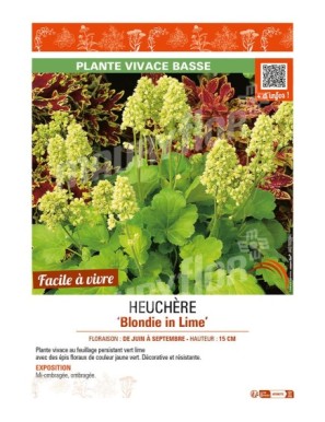 HEUCHERA (x hybrida) Blondie in Lime