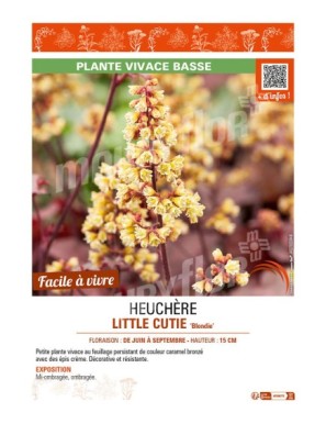 HEUCHERA (x hybrida) LITTLE CUTIE Blondie