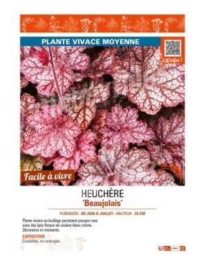 HEUCHERA Beaujolais