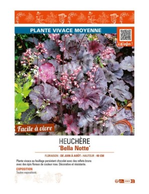 HEUCHERA Bella Notte