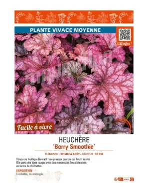 HEUCHERA Berry Smoothie
