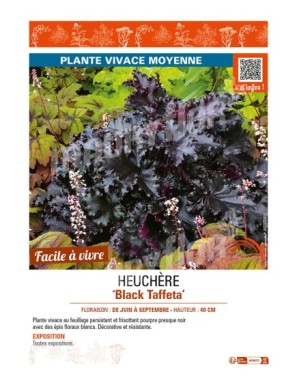 HEUCHERA Black Taffeta