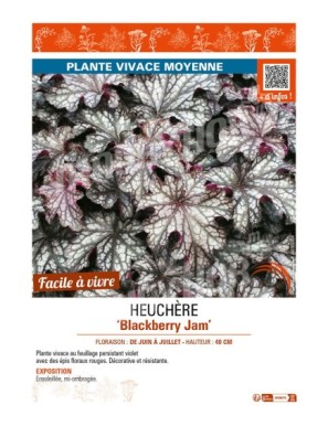 HEUCHERA Blackberry Jam