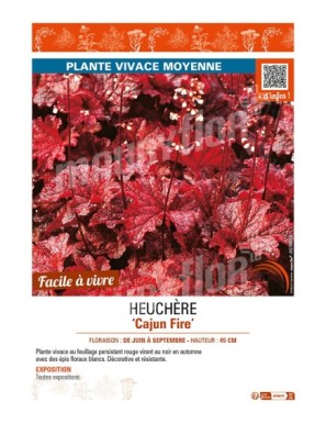 HEUCHERA Cajun Fire