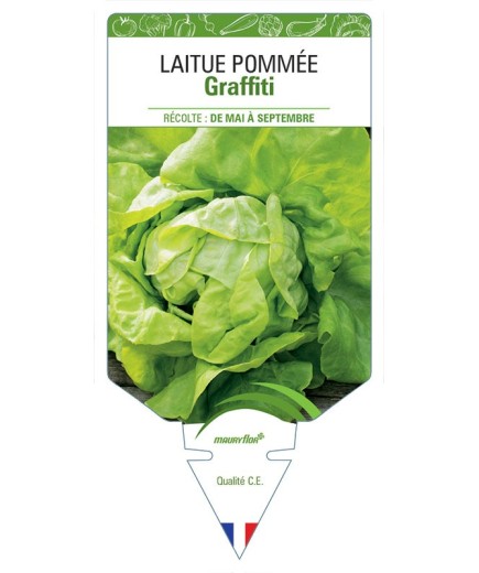 LAITUE POMMÉE GRAFFITI