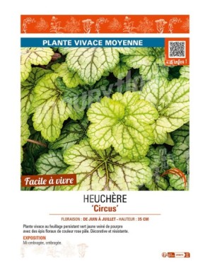 HEUCHERA Circus