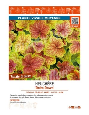 HEUCHERA Delta Dawn