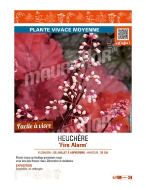 HEUCHERA Fire Alarm
