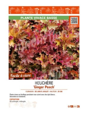 HEUCHERA Ginger Peach