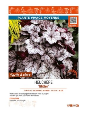HEUCHERA Glitter