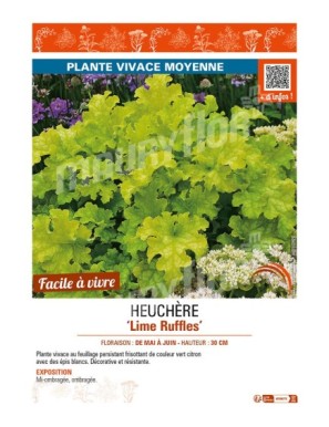 HEUCHERA Lime Ruffles