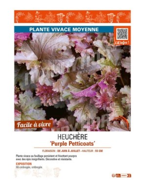 HEUCHERA Purple Petticoats