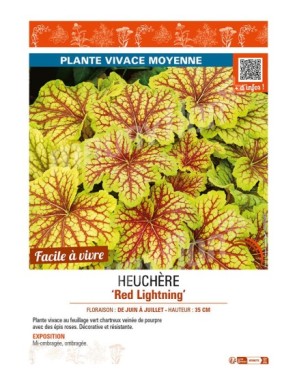 HEUCHERA Red Lightning