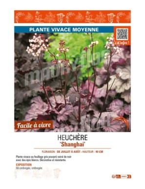HEUCHERA Shanghai