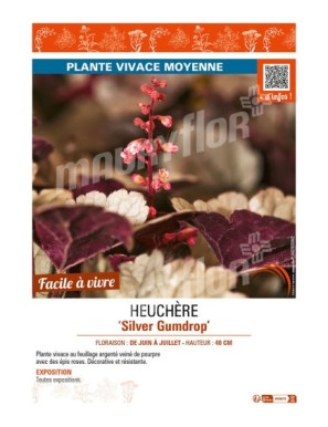 HEUCHERA Silver Gumdrop