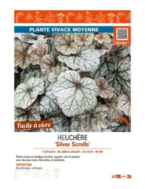 HEUCHERA Silver Scrolls