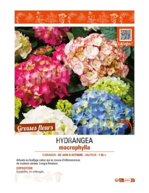 HORTENSIA MACROPHYLLA