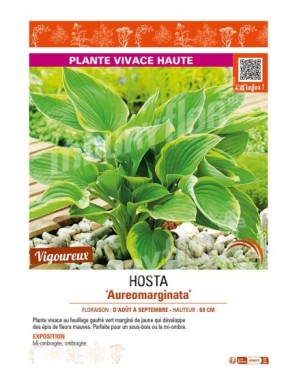 HOSTA (fortunei) Aureomarginata