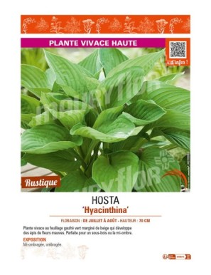 HOSTA (fortunei) Hyacinthina