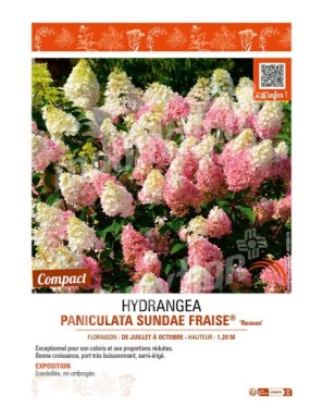 HYDRANGEA paniculata Sundae Fraise® Rensun