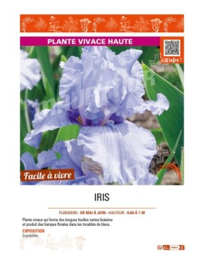 IRIS (germanica bleu clair)