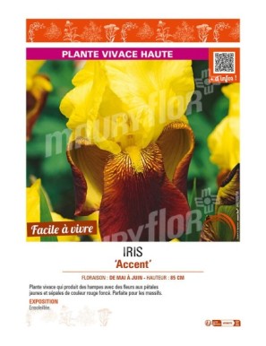 IRIS (germanica) Accent