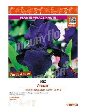 IRIS (germanica) Alcazar