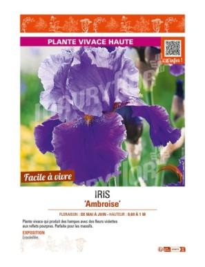 IRIS (germanica) Ambroise