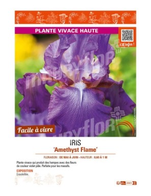 IRIS (germanica) Amethyst Flame