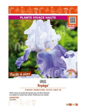 IRIS (germanica) Arpège