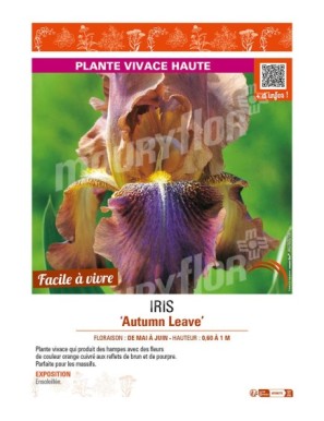 IRIS (germanica) Autumn Leave