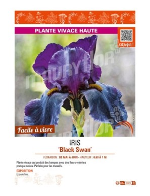 IRIS (germanica) Black Swan