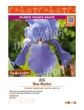 IRIS (germanica) Blue Rhythm