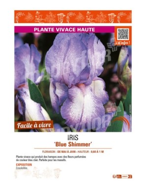 IRIS (germanica) Blue Shimmer