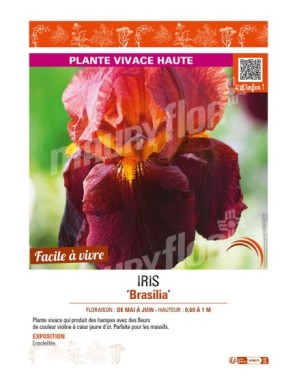 IRIS (germanica) Brasilia